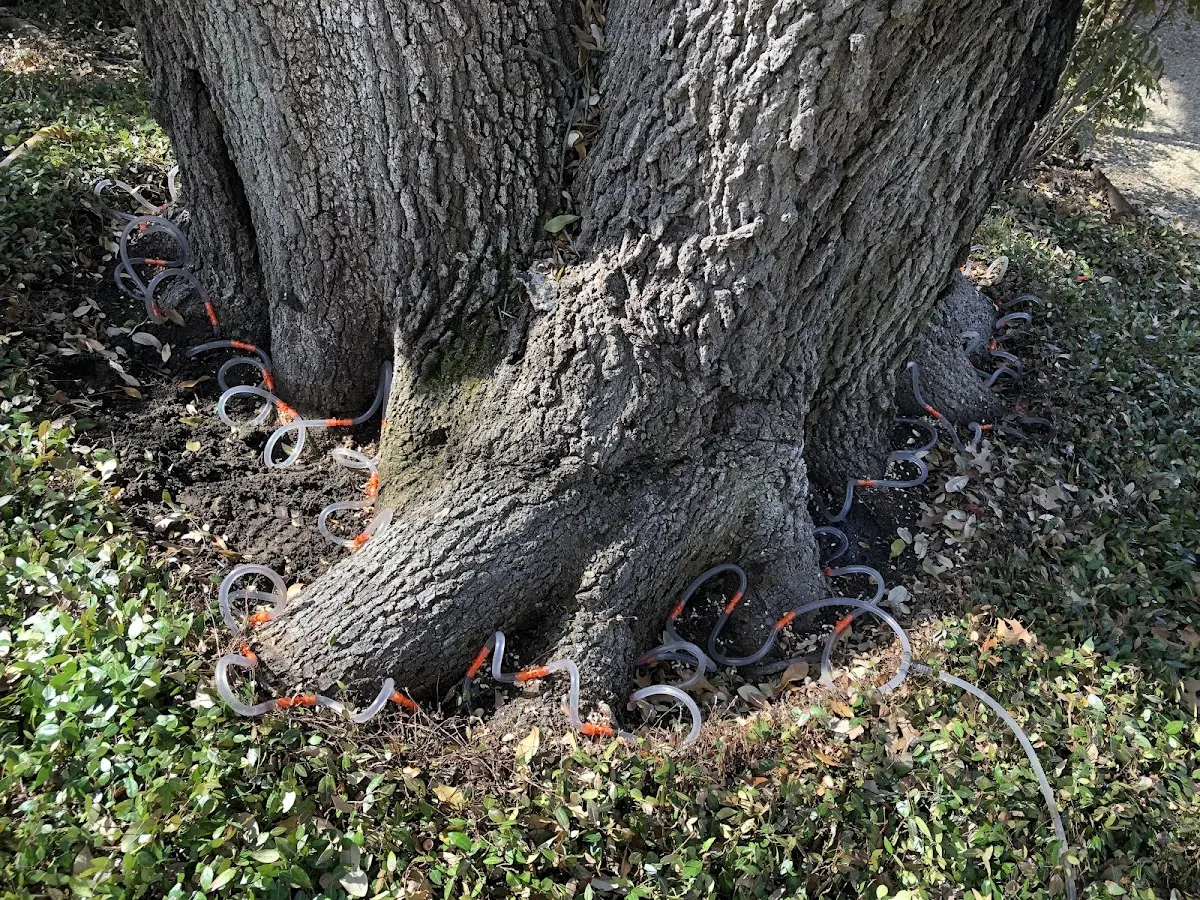 Detailed Tree Cabling and Bracing job site in Aumsville